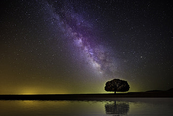 Nature, Night, Horizon, Shore, Bank, Wood, Tree, Starry Sky, Milky Way HD wallpaper