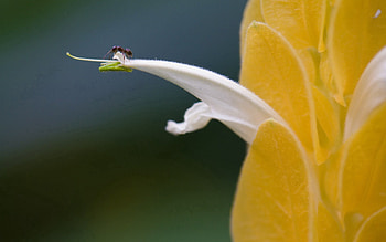Macro, Shine, Light, Petals, Insect HD wallpaper