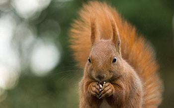 Animals, Squirrel, Glare, Animal, Gnaws, Eats, Nut HD wallpaper