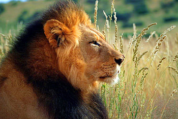 King at rest, plain, mane, power, rest, hunter, cat, lion, male HD wallpaper