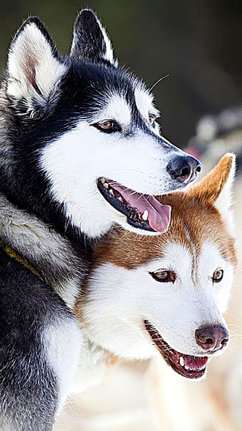 Husky Dog, Cute, Husky HD phone wallpaper