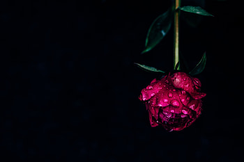 Flowers, Pink, Drops, Flower, Dark, Wet, Dew, Pion, Peony HD wallpaper