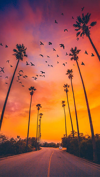 Palm tree sunset, Beach , Tropical escapes, Serene evenings HD phone wallpaper