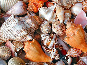shell, sea, beautiful, beach HD wallpaper