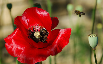 Plants, Flowers, Poppies HD wallpaper