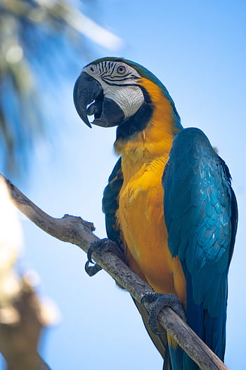 Colorful blue and yellow macaw perched on a branch in Bali, showcasing vivid feathers. HD phone wallpaper
