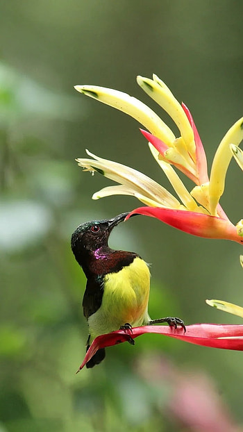 Sunbird, Cute HD phone wallpaper