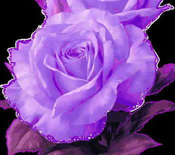 Pinkish Rose, leaves, thorns, roses, flower HD wallpaper