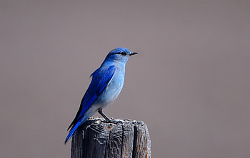 Animals, Bird, Sit, Color, Wings, Stump, Penek, Blue Bird, Bluebird HD wallpaper