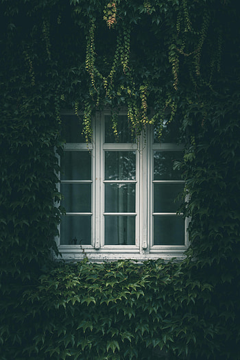 Leaves, Miscellanea, Miscellaneous, Branches, Window, Ivy HD phone wallpaper