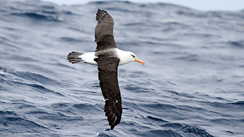 Albatross in ocean waves, Campbell Albatross, Thalassarche impavida HD wallpaper