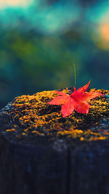 Red maple leaf, Wood 6 , Nature's beauty, Fall HD phone wallpaper
