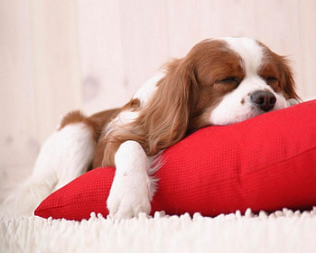 Tired Willy, puppy, white, brown, red, pillow, sleep HD wallpaper