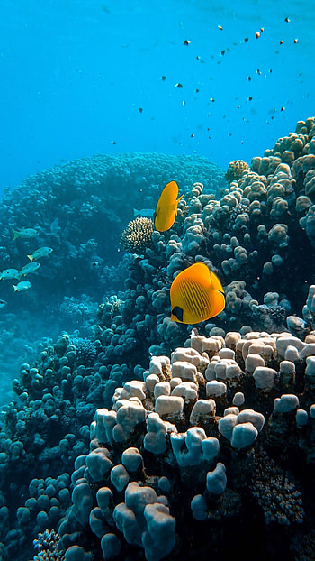 Fish Water, Water HD phone wallpaper