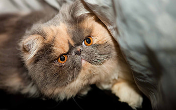 Animals, Kitty, Kitten, Muzzle, Spotty, Spotted, Sweetheart, Nice HD wallpaper