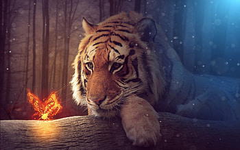 tiger beauty, cats, big, tiger, beauty HD wallpaper