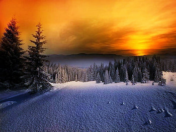 Winter sunset sky, winter, pine trees, snow, cold, orange and gold sky, clouds, sunset HD wallpaper