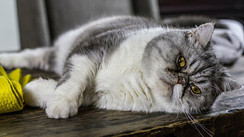 Persian Cat, Ultra , Fluffy beauty, Mesmerizing gaze HD wallpaper