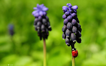 Flowers, Macro, Field, Color, Ladybird, Ladybug, Crawl HD wallpaper