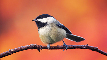 Titmouse Bird Is Standing On Tree Branch In Red Yellow Blur Background Birds HD wallpaper
