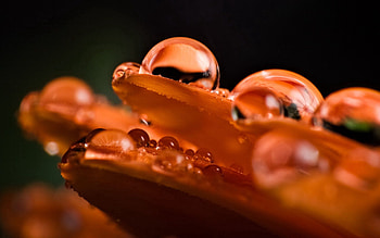 Drops, Macro, Petals, Dew, Large HD wallpaper
