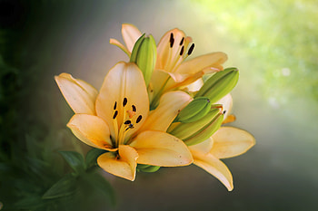 Flower, yellow buds, portrait HD wallpaper