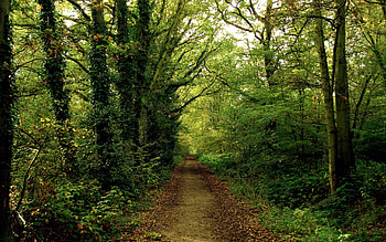 Nature, Leaves, Summer, Forest, Path, Trail, Ivy, Dense HD wallpaper