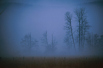Nature, Trees, Fog, Field, Evening, Haze, Shroud HD wallpaper