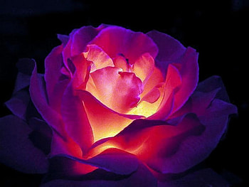 Abstract Flower, beautiful, abstract, , flower HD wallpaper