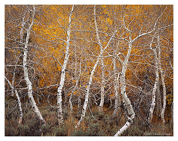 Autumn Aspen Dance, trees, autumn, nature, graphy HD wallpaper
