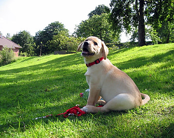 What are we playing now?, puppy, labrador, graphed in july 2008, yellow HD wallpaper