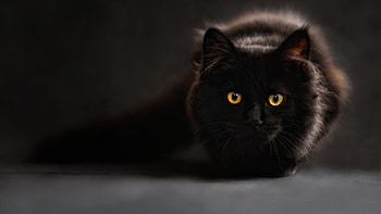Black Cat, eyes, cat, black, animals HD wallpaper