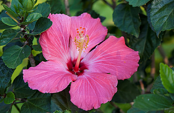 Pink hibiscus, Summer, Hibiscus, Flower, Shrub HD wallpaper
