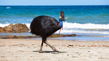 Giant bird creature, Intriguing news story, Mysterious owner's demise, New York Times feature HD wallpaper