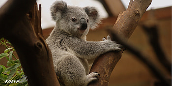 Koala on tree, Koala wildlife, , Kde store HD wallpaper
