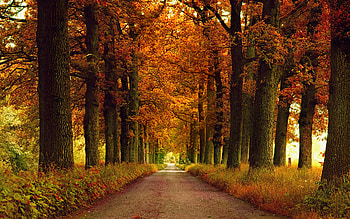 Landscape, Trees, Roads, Autumn HD wallpaper