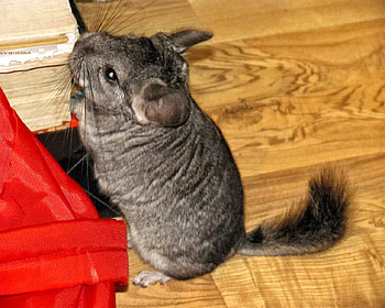 Samir, Chinchilla in flagrant, chinchilla, shadow, rabits, squirrels, animals, red, flagrant HD wallpaper