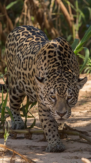 Animal, jaguar HD phone wallpaper