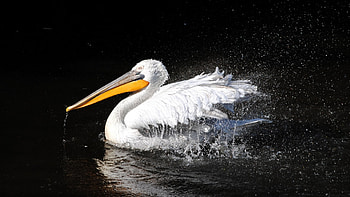pelican, animal, bird, water HD wallpaper
