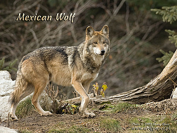 Proud Wolf In Flowers, wolves, animals, puppies, mexican wolves, flowers HD wallpaper