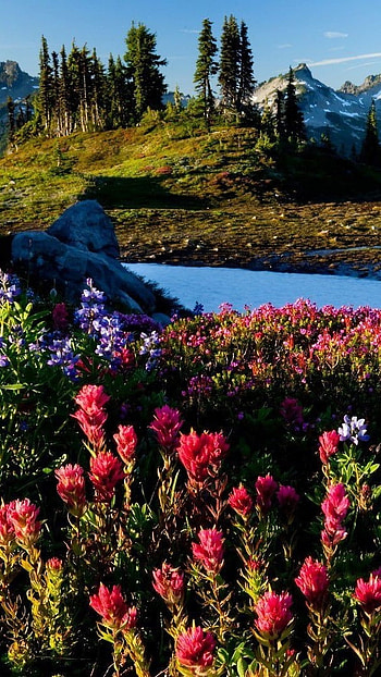 May Background, Flowers Forest, nature HD phone wallpaper