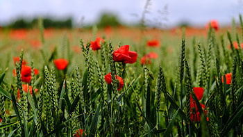 Flowers, Grass, Field, Poppy HD wallpaper