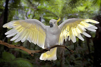 Cockatoo, Animals, Popular , AZ Animals HD wallpaper