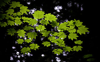 Leaf Green, beautiful, forests, nature, leafs HD wallpaper