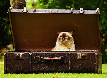 Animals, Cat, Antique, Antiques, Suitcase HD wallpaper