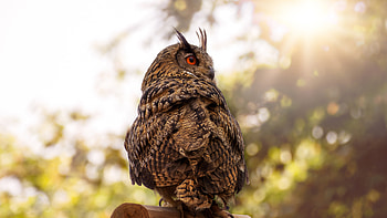 Owl Red Eye , owl, birds HD wallpaper