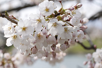 spring blossoms, pink, blossoms, nature, spring, tree HD wallpaper