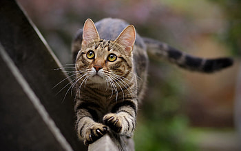 Animals, Cat, Striped, Sight, Opinion, Stretch HD wallpaper