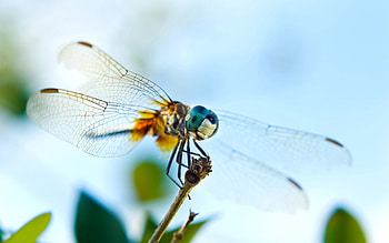 Macro, Insect, Flight, Wings, Dragonfly HD wallpaper