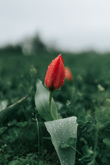 Flower, Macro, Wet, Dew, Tulip HD phone wallpaper